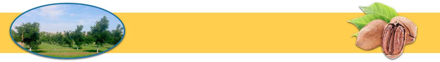 A-1 Pecan Trees – The Healthy Nut