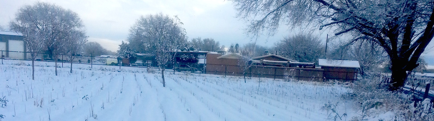 Seedlings covered in snow